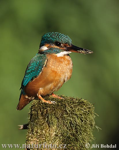 Martín Pescador