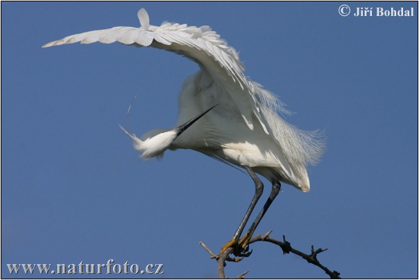 Martinet blanc