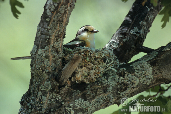 Masked Shrike (Lanius nubicus)