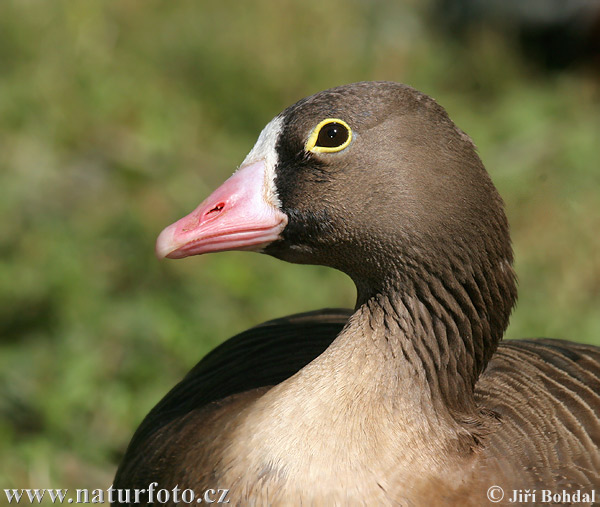 Mažoji žąsis