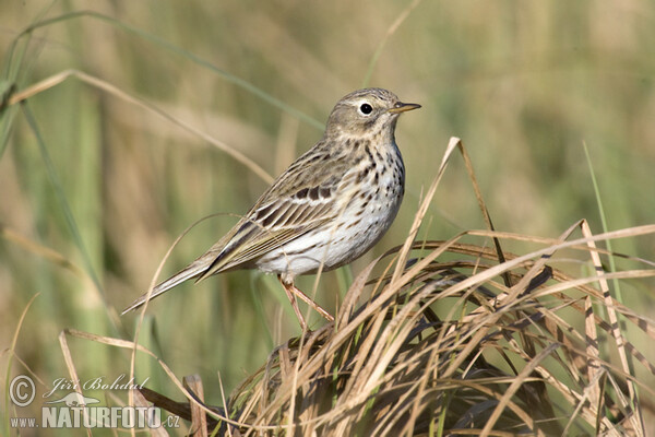 Meadow Pipit (Anthus pratensis)