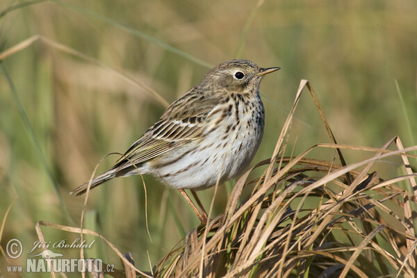 Meadow Pipit (Anthus pratensis)