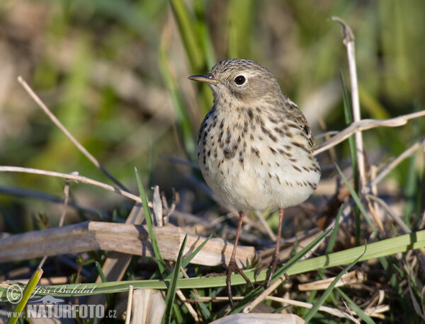 Meadow Pipit (Anthus pratensis)