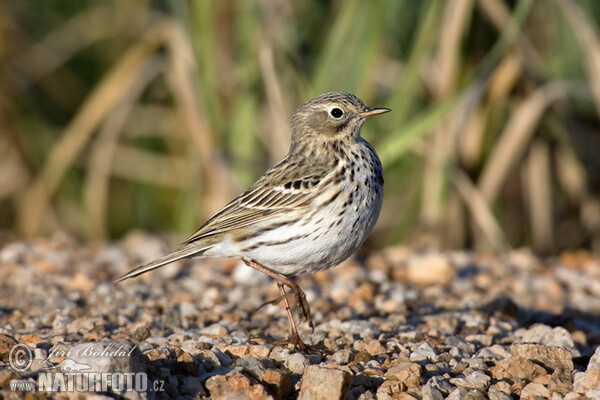 Meadow Pipit (Anthus pratensis)