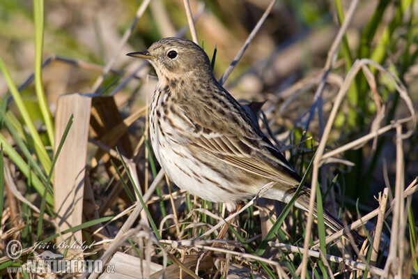 Meadow Pipit (Anthus pratensis)