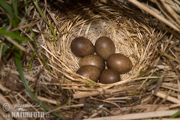 Meadow Pipit (Anthus pratensis)