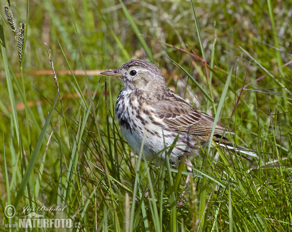 Meadow Pipit (Anthus pratensis)