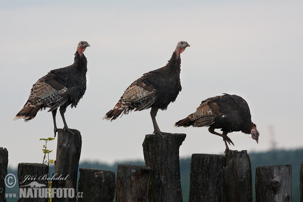 Meleagris gallopavo f. domestica