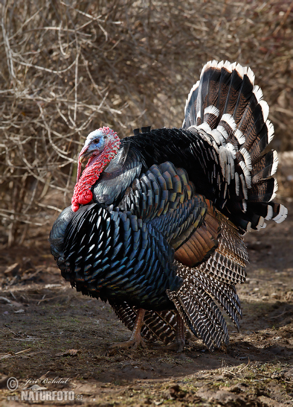 Meleagris gallopavo f. domestica