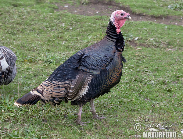 Meleagris gallopavo f. domestica