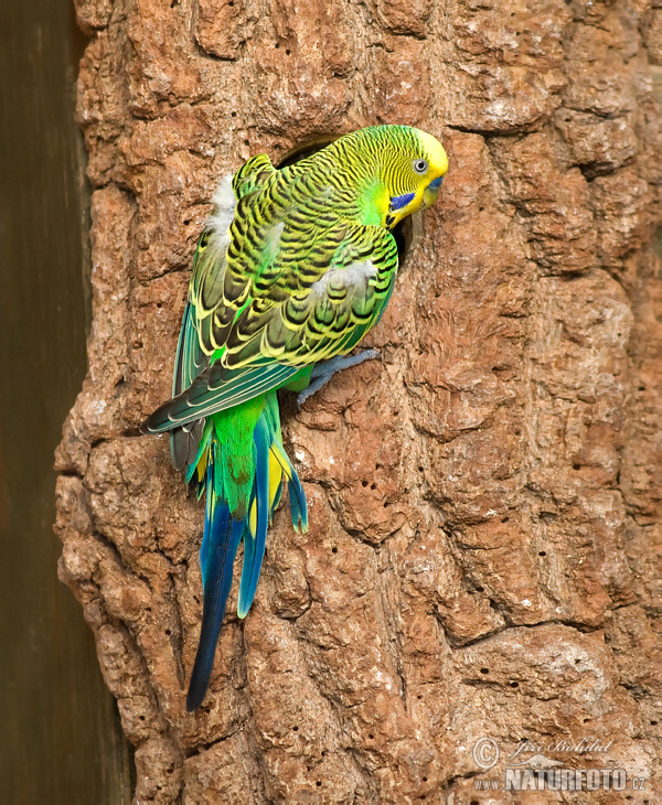 Melopsittacus undulatus