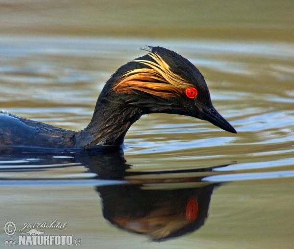 Mergulhão-de-pescoço-preto