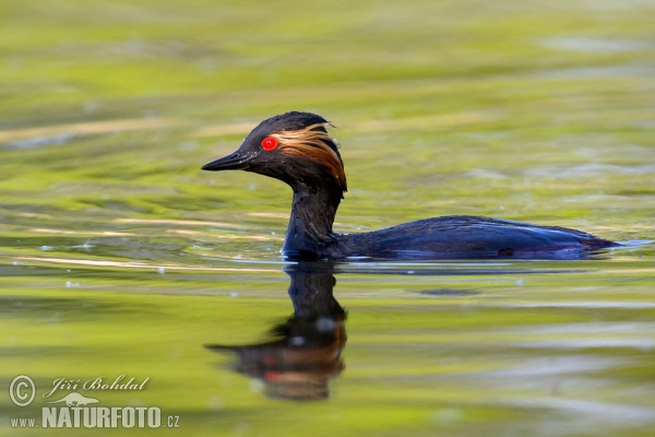 Mergulhão-de-pescoço-preto