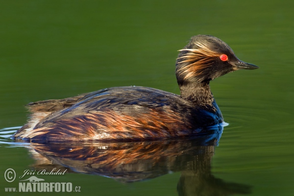 Mergulhão-de-pescoço-preto