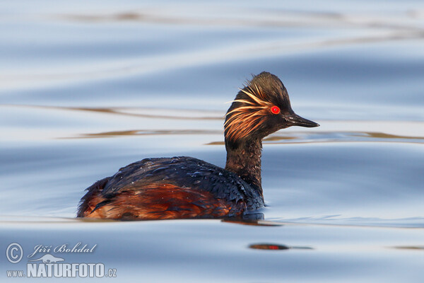 Mergulhão-de-pescoço-preto