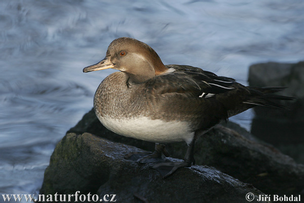 Mergus cucullatus