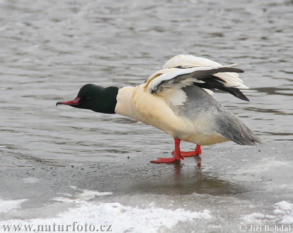 Mergus merganser