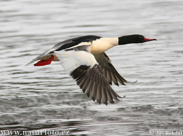 Mergus merganser