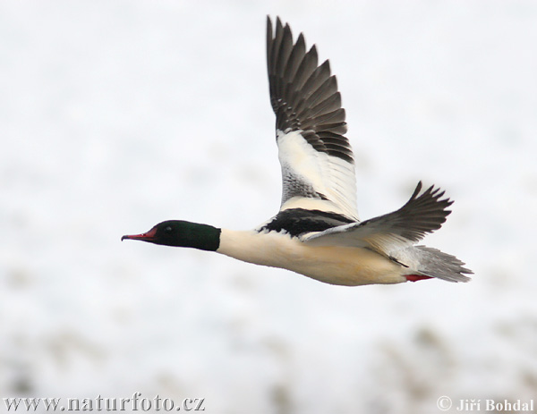 Mergus merganser