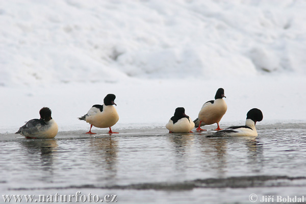 Mergus merganser