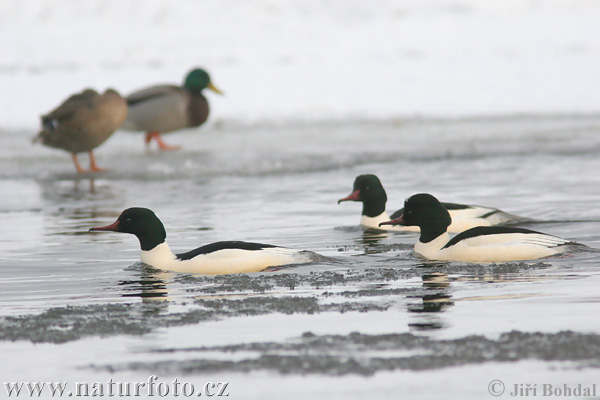 Mergus merganser