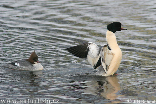 Mergus merganser