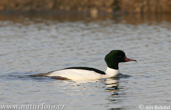 Mergus merganser