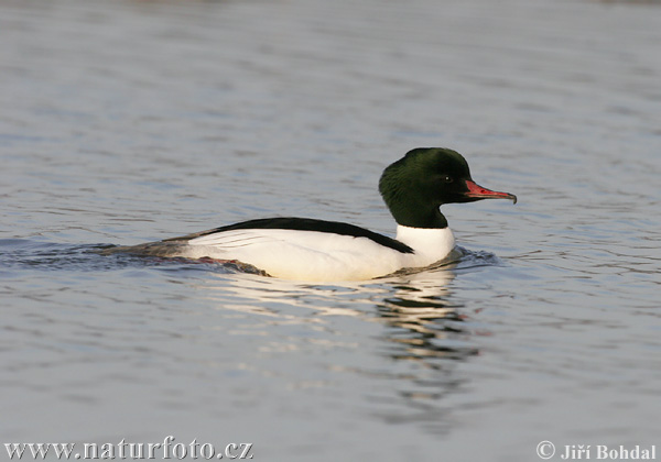 Mergus merganser