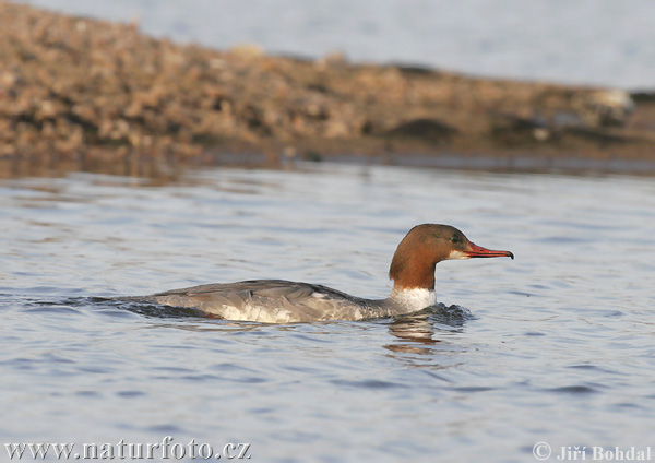 Mergus merganser