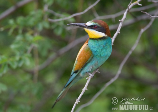 Merops apiaster