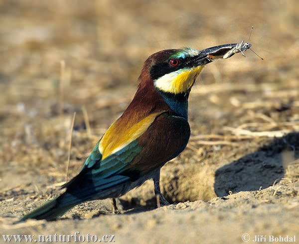 Merops apiaster