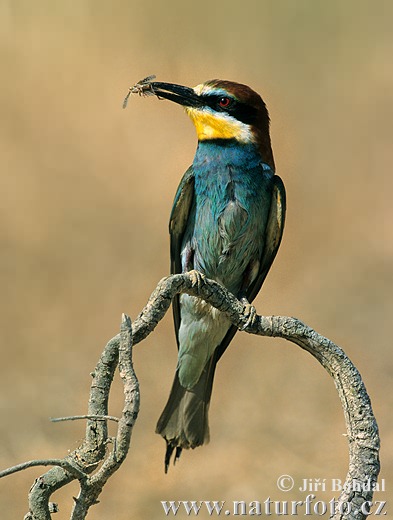 Merops apiaster