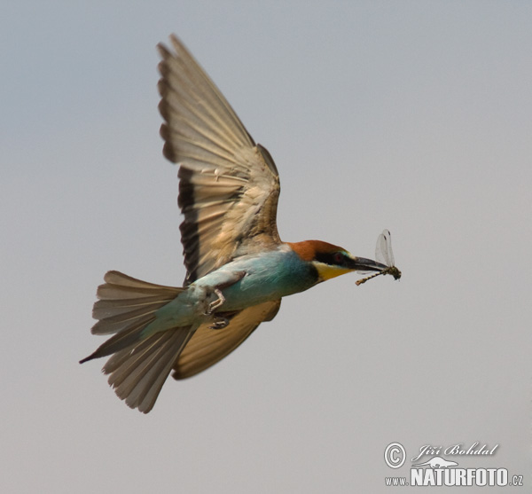 Merops apiaster