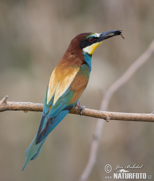 Merops apiaster