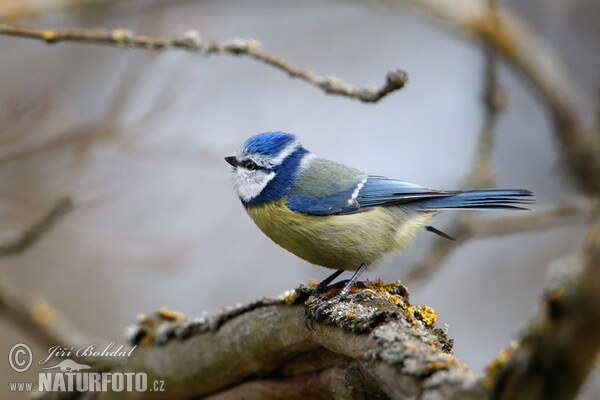 Mésange bleue