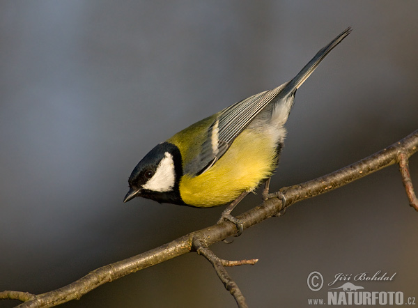 Mésange charbonnière