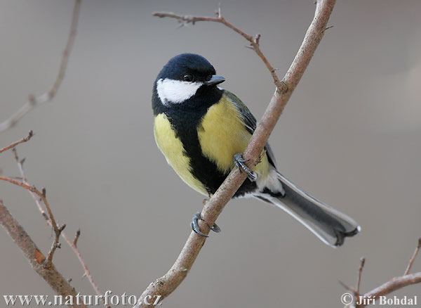 Mésange charbonnière