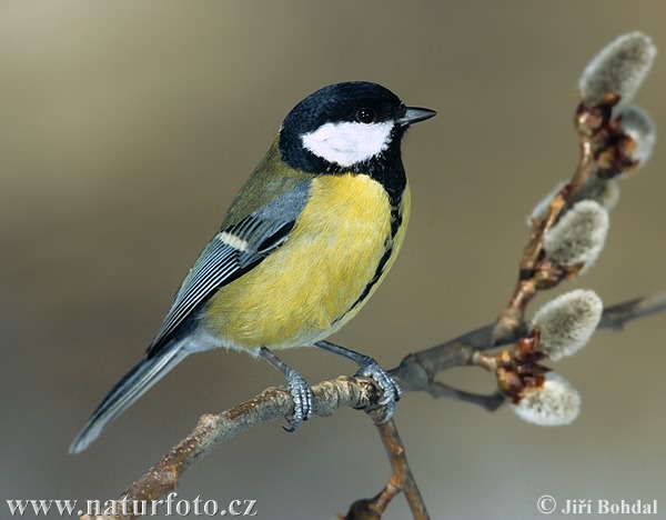 Mésange charbonnière