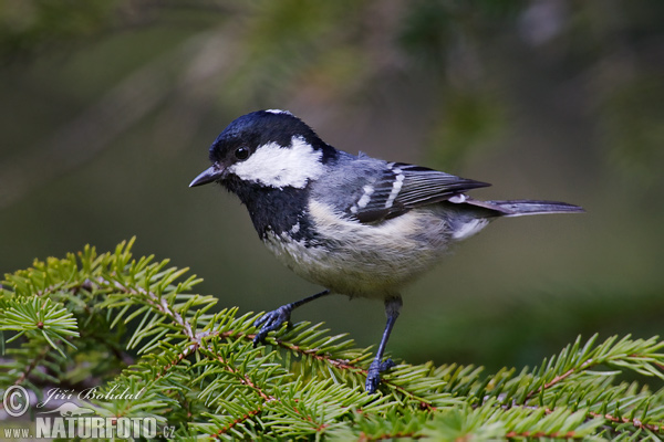 Mésange noire