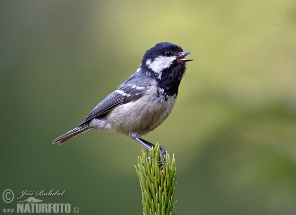 Mésange noire