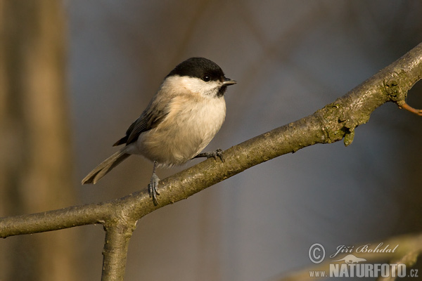 Mésange nonnette