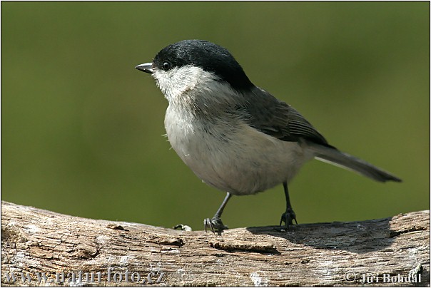 Mésange nonnette