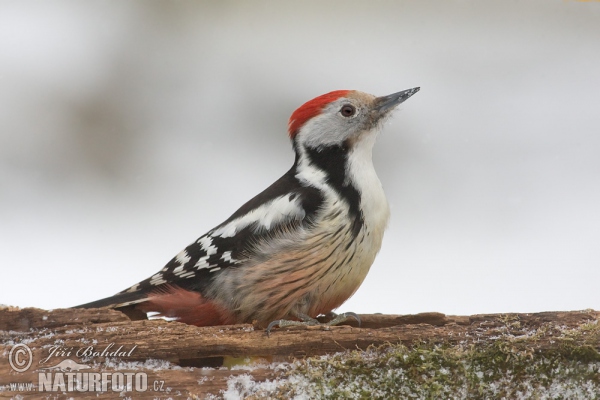 Middle Spotted Woodpecker (Dendrocopos medius)