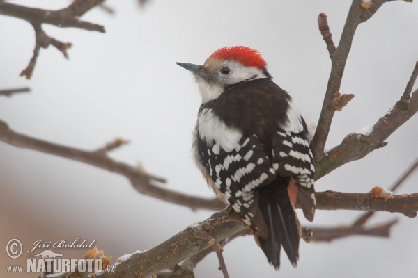 Middle Spotted Woodpecker (Dendrocopos medius)