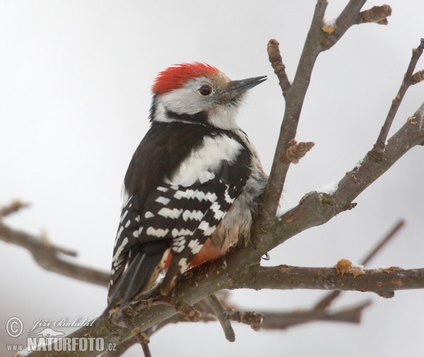 Middle Spotted Woodpecker (Dendrocopos medius)