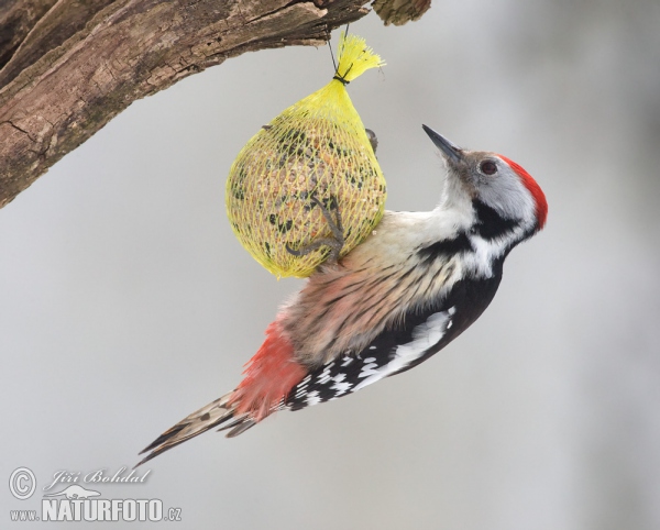 Middle Spotted Woodpecker (Dendrocopos medius)