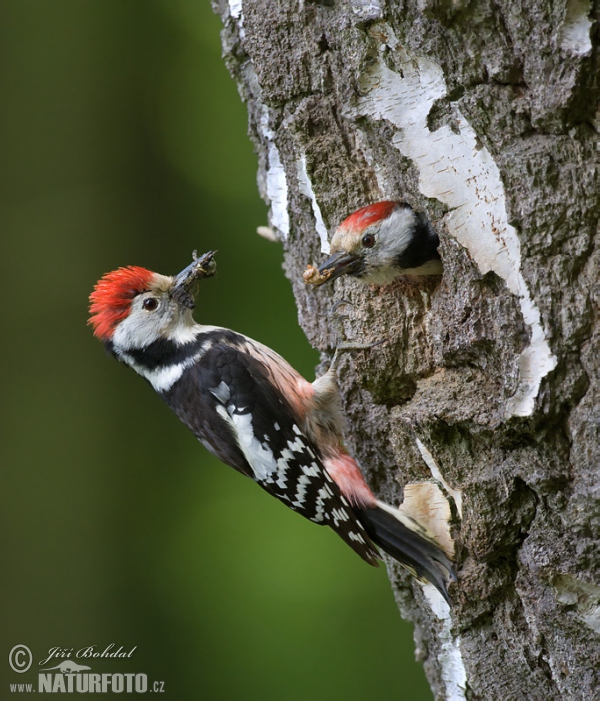 Middle Spotted Woodpecker (Dendrocopos medius)