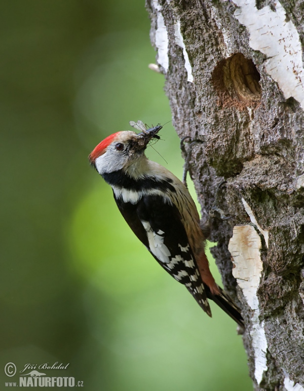 Middle Spotted Woodpecker (Dendrocopos medius)