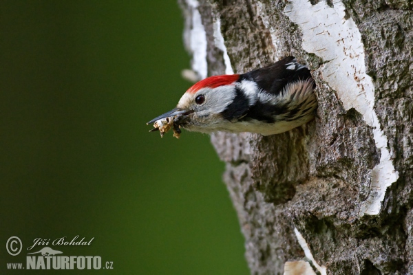 Middle Spotted Woodpecker (Dendrocopos medius)