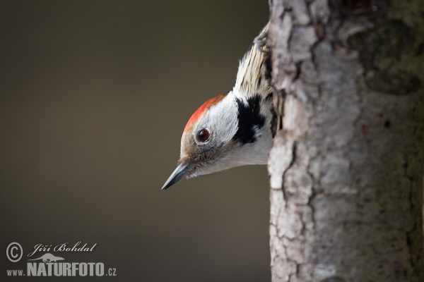 Middle Spotted Woodpecker (Dendrocopos medius)